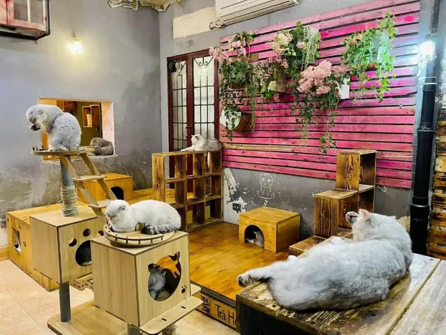 Top 10 Quán Cafe Chó Mèo Hà Nội: Địa Chỉ, Giờ Mở Cửa & Điểm Đáng Tới Cho Người Yêu Thú Cưng