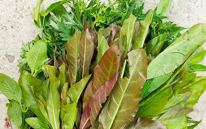 Các Loại Lá Rừng Ăn Được: Danh Sách Chi Tiết, Công Dụng Và Cách Chế Biến