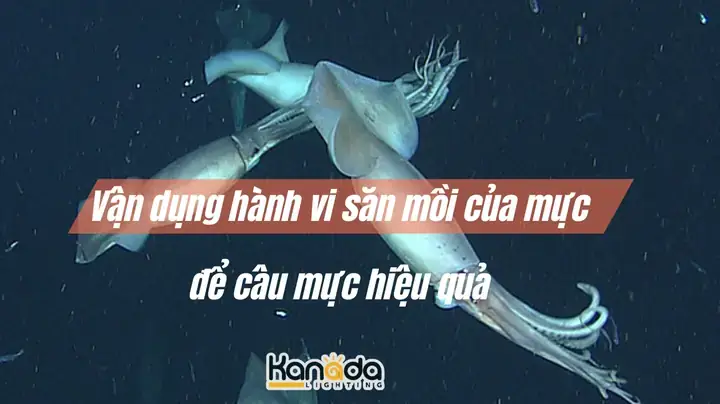 Cách Câu Mực Hiệu Quả Nhất: Bí Quyết Kỹ Thuật, Mồi Câu Và Thời Điểm Vàng Cho Người Mới