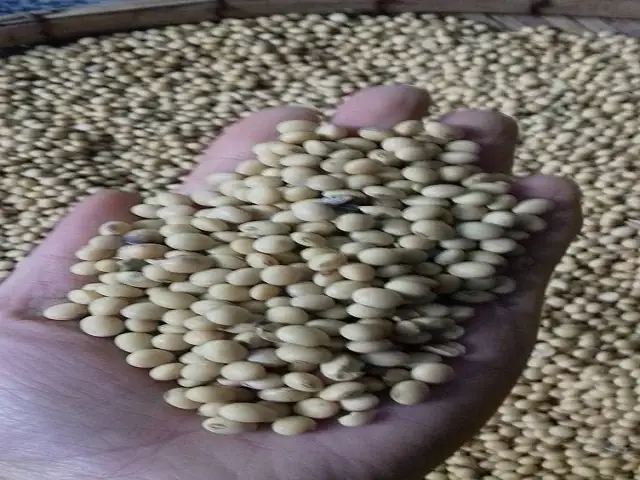 Cách Làm Tương Thối Tây Bắc Chuẩn Vị – Hướng Dẫn Chi Tiết Từ Nguyên Liệu Tới Bảo Quản