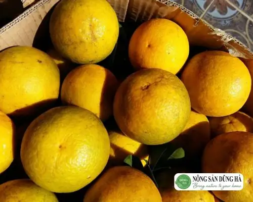 Giá Cam Cao Phong Hòa Bình Hiện Nay: Mức Giá, Yếu Tố Ảnh Hưởng Và Nơi Mua Uy Tín