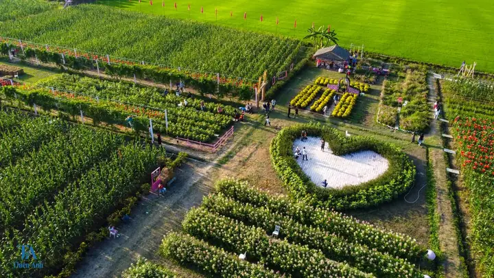 Khám Phá Các Cánh Đồng Hoa Nổi Tiếng Ở An Giang: Địa Điểm, Thời Gian Và Mẹo Du Lịch