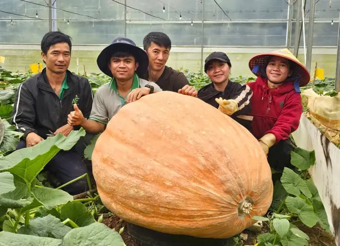 Đọc Hiểu Truyện Cười “quả Bí Khổng Lồ”: Tóm Tắt, Câu Hỏi Và Bài Học Cho Học Sinh
