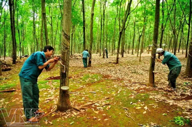 Cây Cao Su Ở Bình Phước: Lịch Sử, Quy Mô Sản Xuất Và Tiềm Năng Phát Triển