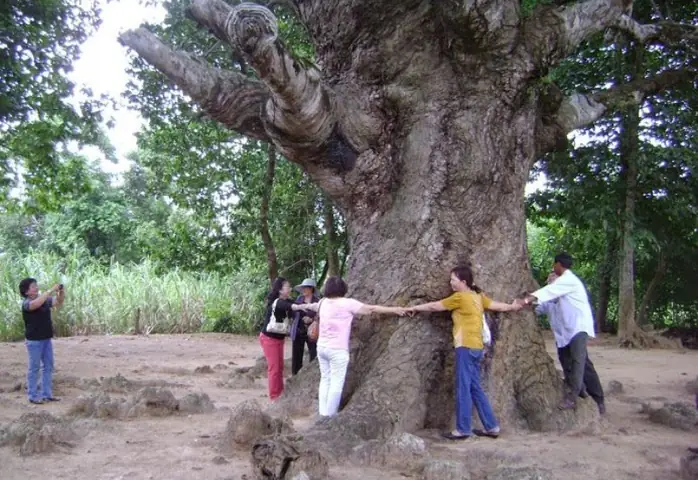 Khám Phá Cây Cổ Thụ Dầu 800 Tuổi Ở Trà Vinh: Lịch Sử, Đặc Điểm Và Những Điểm Tham Quan Không Thể Bỏ Lỡ