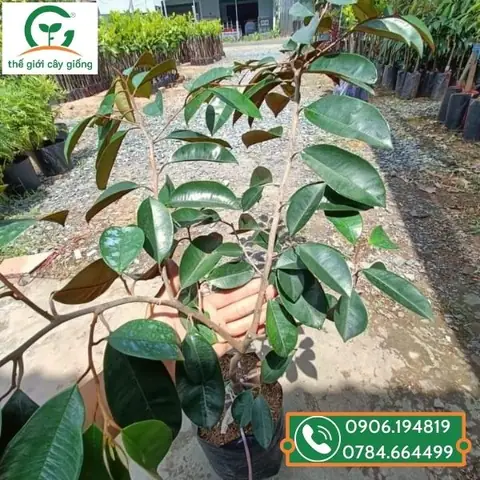 Cách Chọn Và Mua Cây Giống Vú Sữa Lò Rèn Chất Lượng Cho Người Mới Trồng