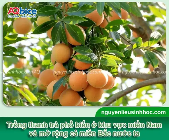 Cây Thanh Trà Trồng Ở Đâu? Địa Điểm Và Điều Kiện Thích Hợp Cho Nông Dân