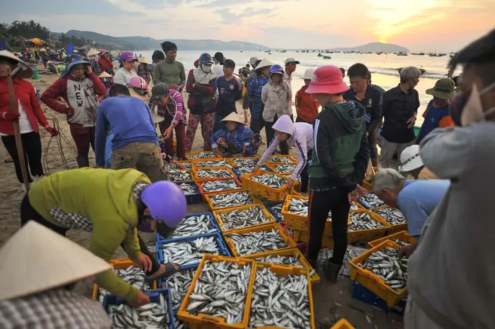 Khám Phá Chợ Hải Sản Làng Chài Mũi Né: Hướng Dẫn Mua Sắm, Giá Cả Và Trải Nghiệm Địa Phương