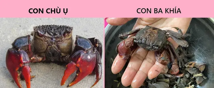 Con Chù Ụ Trà Vinh Là Gì? Đặc Điểm, Địa Điểm Bắt Gặp Và Cách Thưởng Thức Ngon Nhất