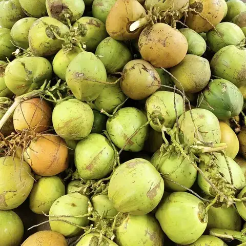 Dừa Tam Quan Có Thể Hỗ Trợ Điều Trị Bệnh Gì? Tác Dụng Và Cách Dùng Hiệu Quả