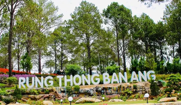 Giá Vé Rừng Thông Bản Áng 2026: Bảng Giá Chi Tiết Cho Người Lớn, Trẻ Em & Cuối Tuần