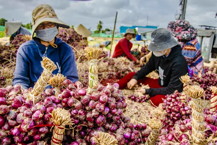 Hành Tím Vĩnh Châu (sóc Trăng) Là Gì? Đặc Điểm, Giá Cả Và Nơi Mua