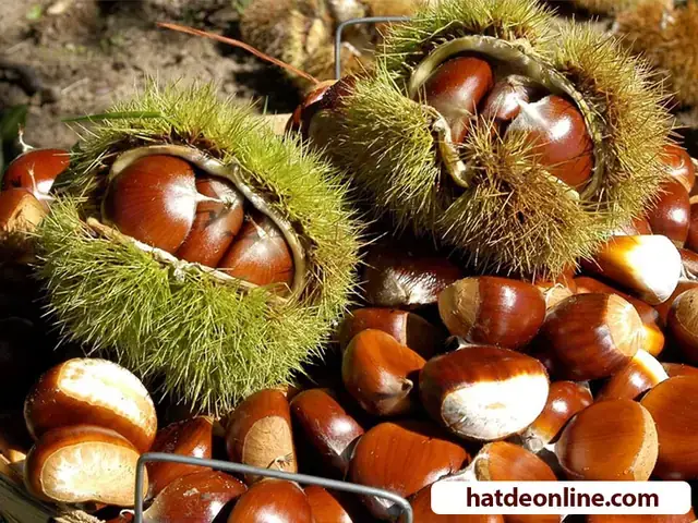 Địa Điểm Trồng Hạt Dẻ Ở Việt Nam: Những Tỉnh, Địa Phương Và Điều Kiện Thích Hợp