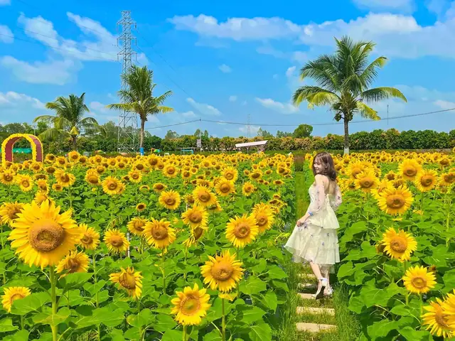 Tải Ngay Những Ảnh Cánh Đồng Hoa Đẹp Nhất: Nguồn Miễn Phí, Cách Chọn Và Địa Điểm Chụp Tuyệt Vời