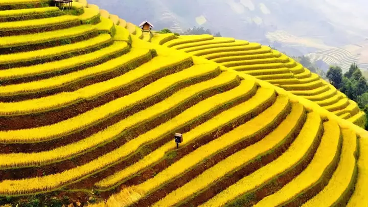 Top 7 Ruộng Bậc Thang Đẹp Nhất Việt Nam Kèm Hình Ảnh Tuyệt Đẹp
