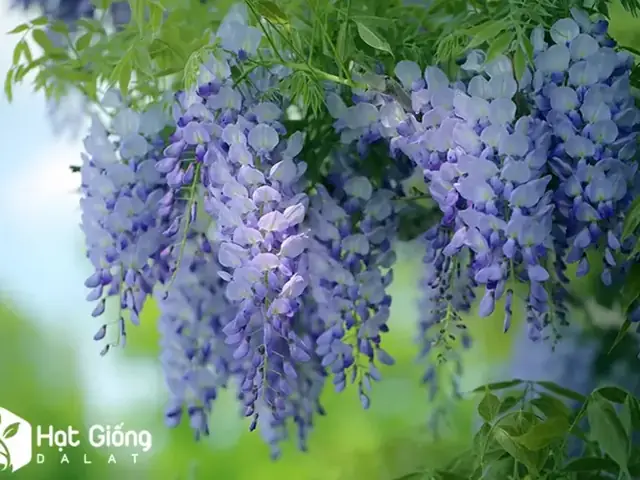 Khám Phá Hoa Tử Đằng Ở Đà Lạt: Địa Điểm Đẹp, Thời Gian Nở Và Mẹo Chụp Tuyệt Vời