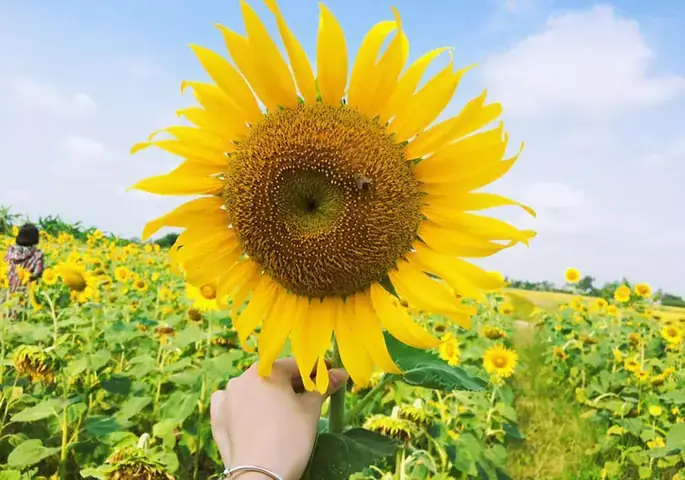 Top 7 Loài Hoa Tượng Trưng Cho Mùa Hè – Dễ Trồng, Rực Rỡ Và Đầy Sức Sống