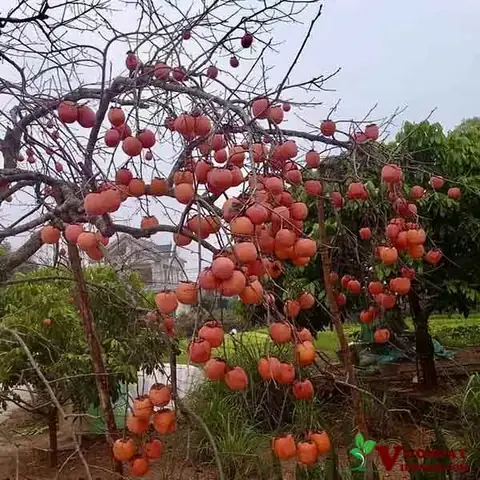 Hồng Giòn Được Trồng Ở Đâu? Những Tỉnh, Vùng Cao Nguyên Sản Xuất Hồng Giòn Ngon Nhất
