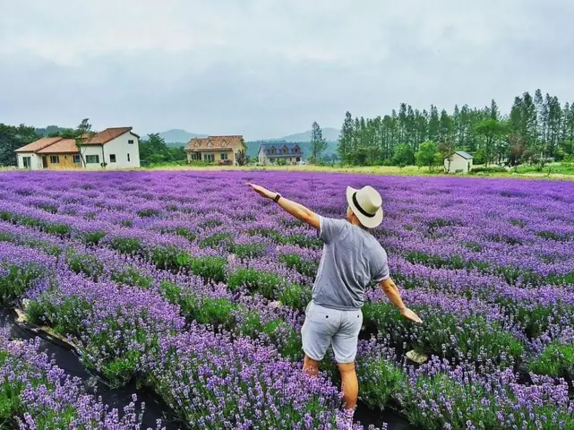 Hướng Dẫn Chi Tiết Du Lịch Khu Lavender Đà Lạt: Địa Chỉ, Giờ Mở Cửa, Giá Vé Và Trải Nghiệm Chụp Ảnh