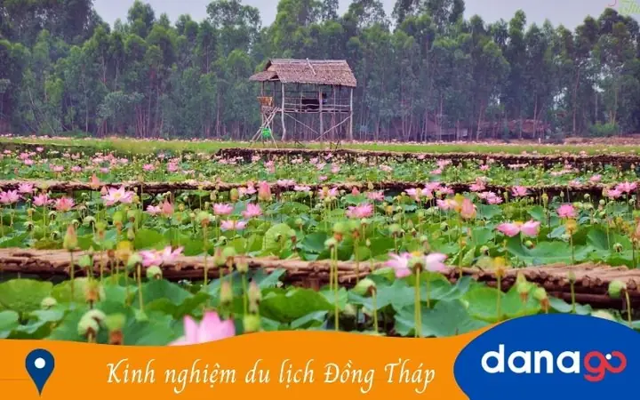 Kinh Nghiệm Du Lịch Đồng Tháp Tự Túc: Hướng Dẫn Chi Tiết Ăn Gì, Chơi Gì, Di Chuyển Và Lưu Trú