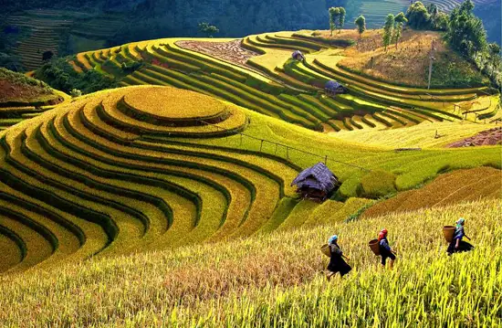 Khám Phá La Pán Tẩn: Hướng Dẫn Du Lịch Ruộng Bậc Thang Và Đồi Mâm Xôi Ở Mù Cang Chải, Yên Bái