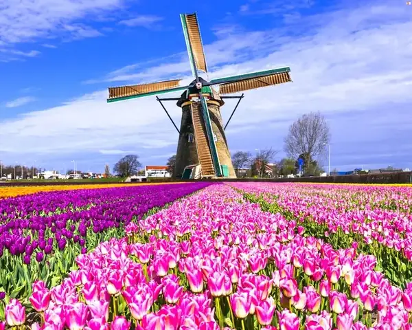 Lễ Hội Hoa Tulip Hà Lan 2026: Thời Gian, Địa Điểm, Cách Tham Quan Và Mẹo Du Lịch