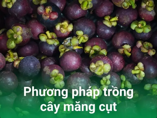 Măng Cụt Ngon Nhất Ở Đâu? Địa Điểm, Mùa Thu Hoạch Và Cách Chọn Cho Người Yêu Trái Cây