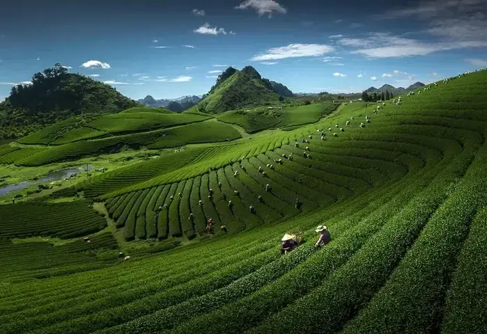 Mộc Châu Cách Hà Nội Bao Nhiêu Km? Hướng Dẫn Chi Tiết Di Chuyển Và Thời Gian