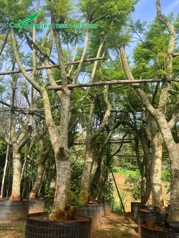 Mua Cây Phượng Tím Ở Đâu? Địa Chỉ Uy Tín, Giá Tham Khảo Và Mẹo Chọn Cây