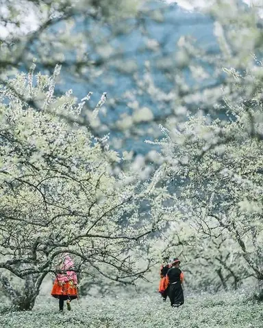 Khi Nào Và Đâu Là Điểm Ngắm Hoa Mận Trắng Tuyệt Đẹp Nhất Ở Mộc Châu?