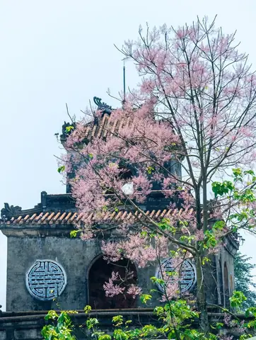 Mùa Hoa Ngô Đồng Ở Huế: Thời Gian Nở, Địa Điểm Ngắm Và Mẹo Chụp Ảnh Tuyệt Đẹp