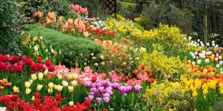 Mua Hoa Tulip Ở Đà Lạt: Địa Chỉ Uy Tín, Giá Cả & Mẹo Lựa Chọn