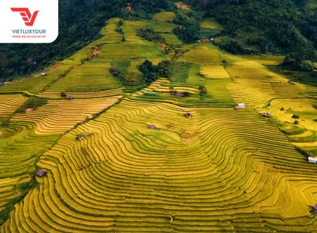 Khi Nào Mùa Lúa Chín Ở Sa Pa? Thời Gian, Địa Điểm Ngắm Đẹp Và Mẹo Du Lịch
