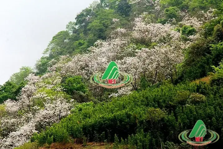 Nên Đi Mộc Châu Tháng Mấy? Lịch Hoa, Thời Tiết Và Thời Điểm Du Lịch Lý Tưởng