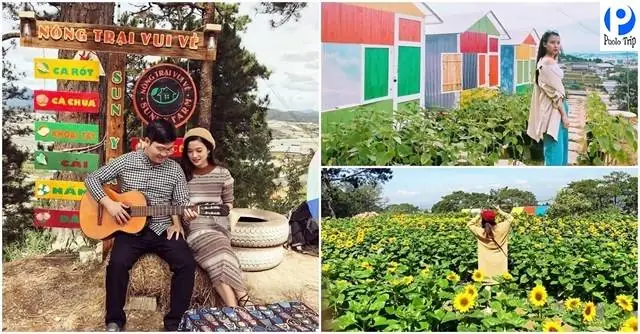 Hướng Dẫn Khám Phá Nông Trại Vui Vẻ Sunny Farm Đà Lạt: Địa Chỉ, Giờ Mở Cửa, Giá Vé Và Các Hoạt Động Nổi Bật