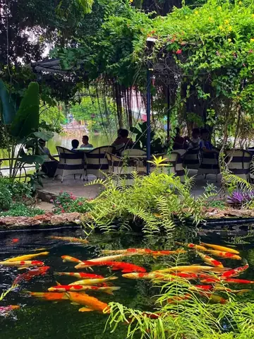 Top 7 Quán Cafe Cá Koi Ở Hải Phòng Mà Bạn Không Nên Bỏ Lỡ