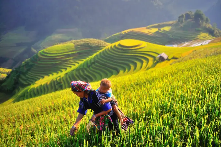 Ruộng Bậc Thang Thường Được Làm Ở Đâu? Địa Điểm, Điều Kiện Và Cách Hình Thành