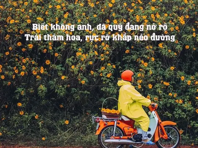 Những Stt Hay Về Hoa Dã Quỳ – Bộ Sưu Tập 100+ Câu Status Cảm Xúc Và Ý Nghĩa
