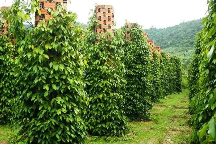 Hướng Dẫn Chi Tiết Tham Quan Vườn Tiêu Phú Quốc: Địa Điểm, Thời Gian, Hoạt Động Và Mẹo Chụp Ảnh