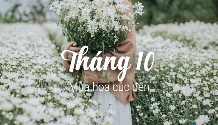 Hoa Nào Nở Rộ Vào Tháng 10 Ở Hà Nội? Danh Sách, Đặc Điểm & Địa Điểm Ngắm