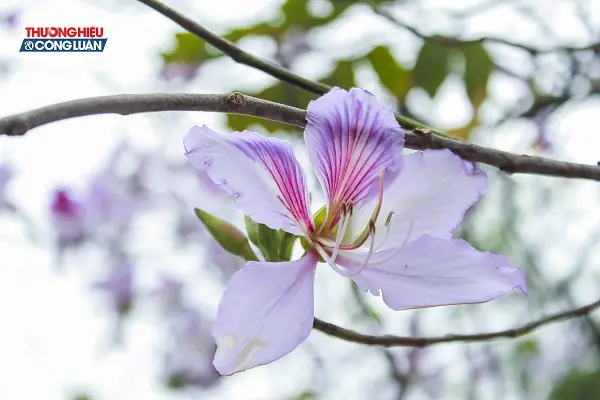 Tháng 2 Hoa Ban Ngập Tràn: Địa Điểm, Thời Gian Và Bí Quyết Khám Phá “tím Biếc” Hà Nội