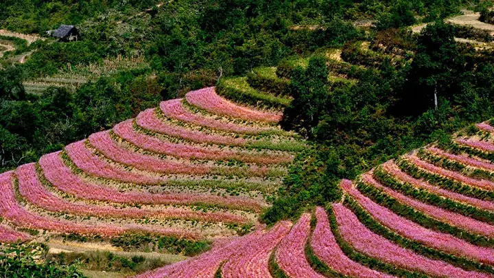 Hướng Dẫn Chi Tiết Địa Điểm Ngắm Thung Lũng Hoa Tam Giác Mạch Ở Hà Giang