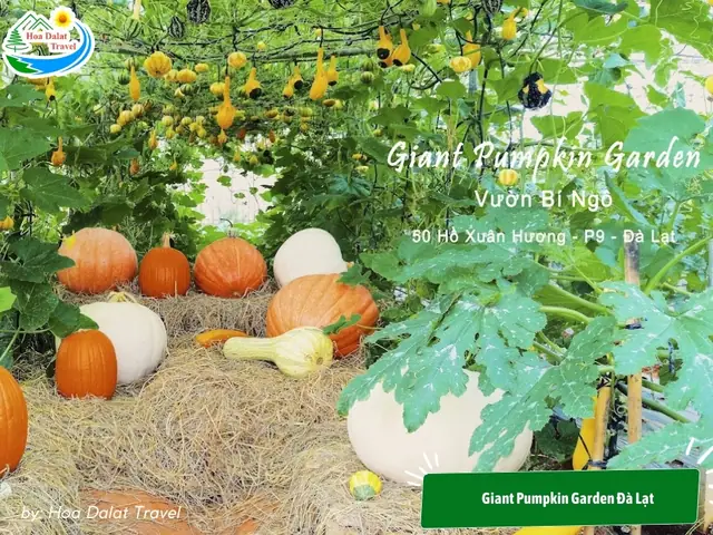 Khám Phá Vườn Bí Ngô Khổng Lồ Đà Lạt: Địa Chỉ, Giờ Mở Cửa, Trải Nghiệm Và Bí Quyết Chụp Ảnh
