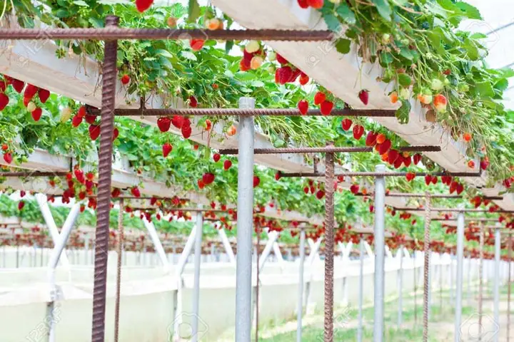 Khám Phá Vườn Dâu Nhật Cô Thảo Tại Địa Chỉ 162 Thánh Mẫu, Phường 7, Đà Lạt