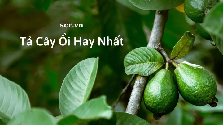 Văn Mẫu Tả Cây Măng Cụt Cho Học Sinh Tiểu Học: Đoạn Văn Và Bài Văn Tham Khảo Văn Mẫu Tả Cây Măng Cụt Cho Học Sinh Tiểu Học: Đoạn Văn Và Bài Văn Tham Khảo
