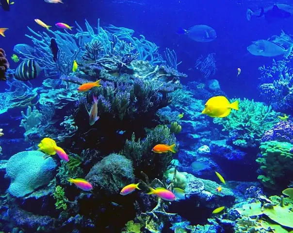 Bảo Tàng Sinh Vật Biển Nha Trang: Thông Tin Chi Tiết, Giờ Mở Cửa Và Các Điểm Tham Quan Nổi Bật