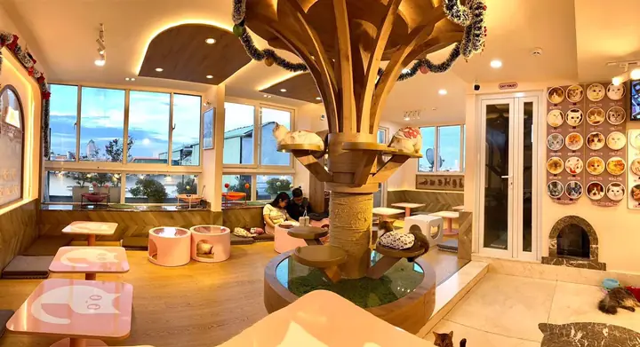 Tổng Hợp Các Quán Cà Phê Thú Cưng Ở Sài Gòn Cho Tín Đồ Yêu Động Vật: Địa Chỉ, Giá Và Không Gian Chill