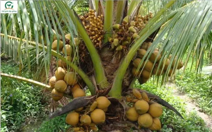Các Giống Dừa Nổi Bật Ở Bến Tre: Đặc Điểm, Năng Suất Và Hướng Dẫn Chọn Giống