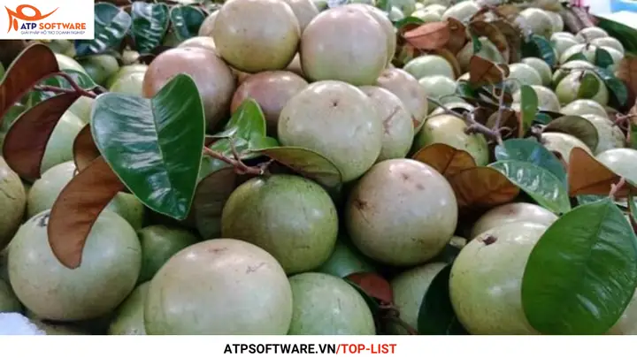 Khám Phá Các Loại Trái Cây Ở Tiền Giang: Tổng Hợp Đặc Sản Miền Tây Khám Phá Các Loại Trái Cây Ở Tiền Giang: Tổng Hợp Đặc Sản Miền Tây
