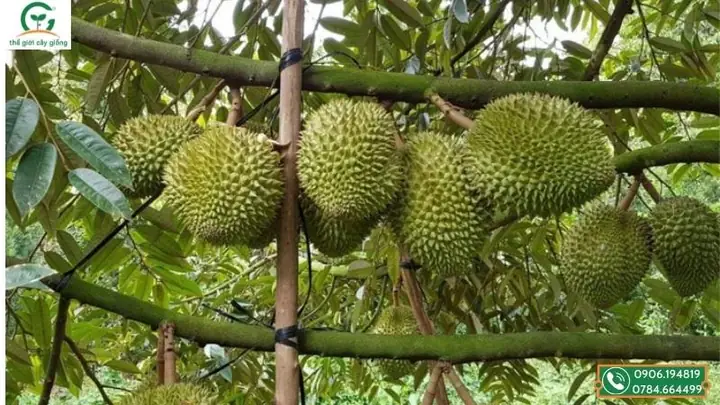 Khám Phá Các Loại Trái Cây Ở Tiền Giang: Tổng Hợp Đặc Sản Miền Tây